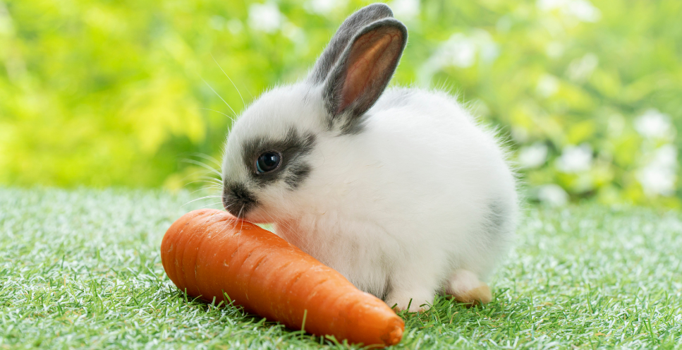 Jakie owoce i warzywa może jeść królik?