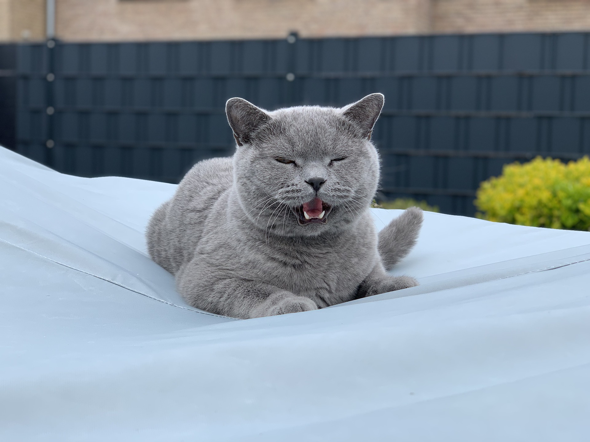 Dlaczego koty miauczą i co oznacza kocia mowa?