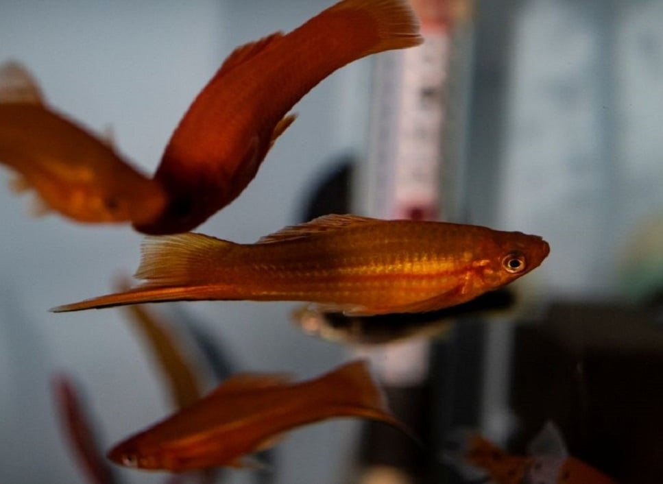 Mieczyki ryby (mieczyk Hallera) – najważniejsze informacje o gatunku