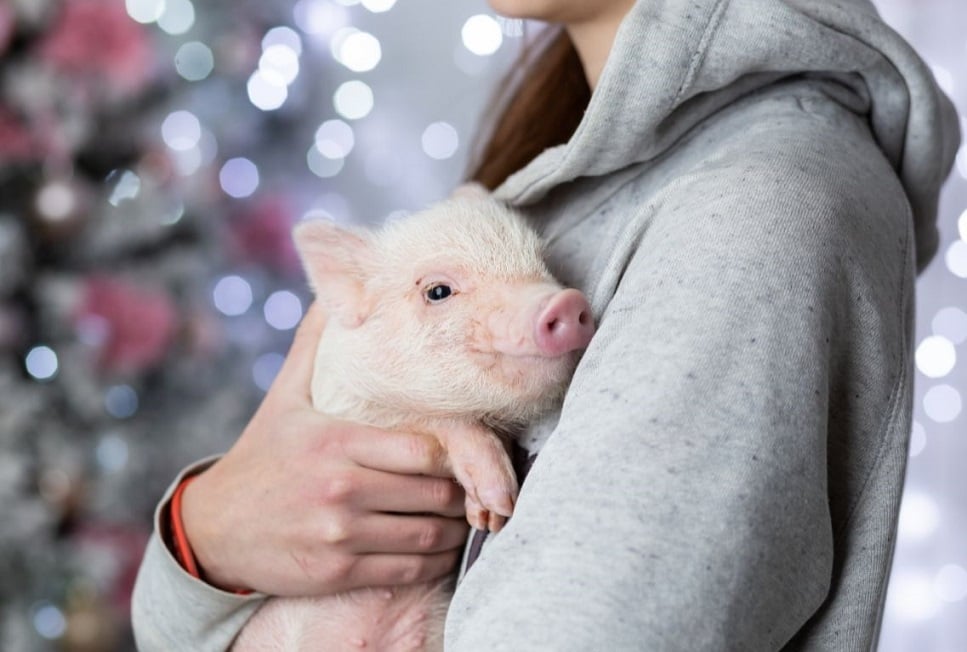 Świnki miniaturki, a odpowiedzialność wielka. Charakterystyka micro pig