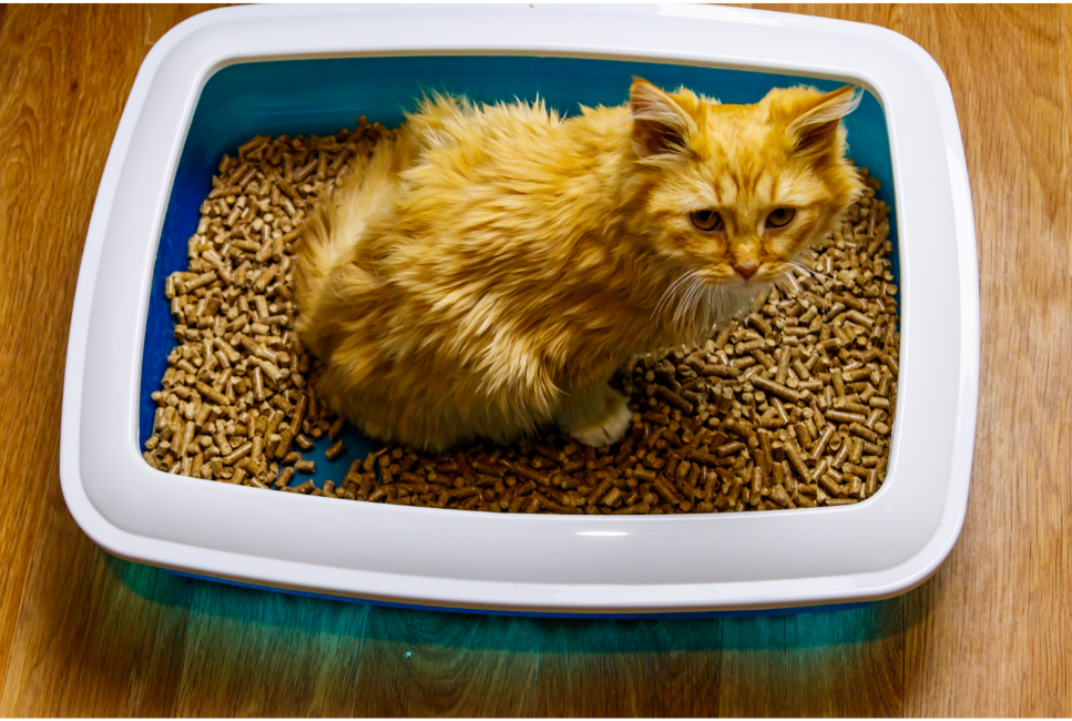 Mocznica u kota - ostatnie stadium niewydolnych nerek mruczka