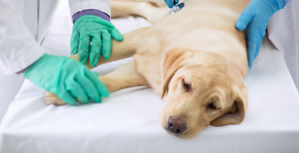 Czy mocznica u psa to wyrok?