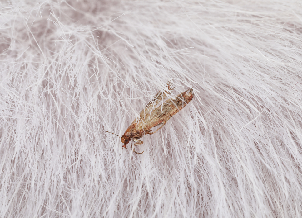 Mole w domu - skąd się biorą i jak je wytępić?