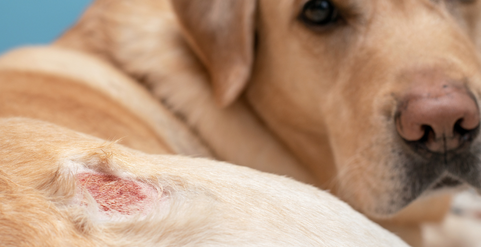 Larwy much u psa - czy to muszyca?