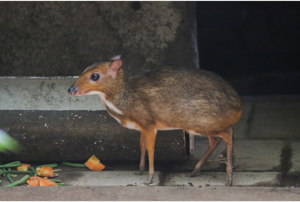 Kanczyl srebrnogrzbiety (myszojeleń) – najważniejsze informacje o gatunku