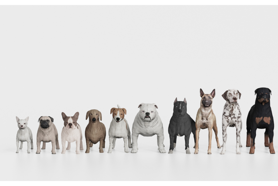 Najmniejsze psy miniaturki - spis ras i rekordy!