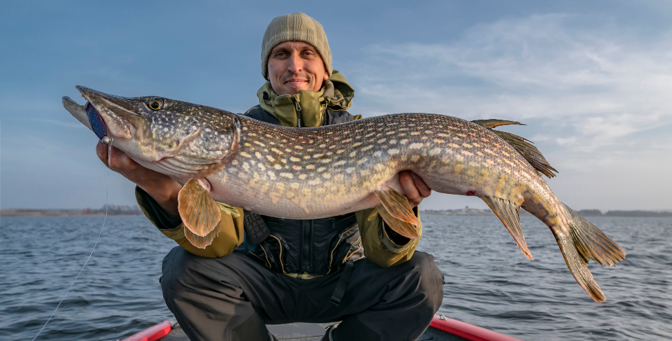 Jaka jest największa ryba na świecie? Zobacz zestawienie!