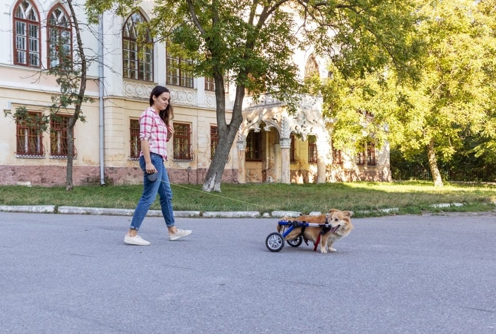 Niepełnosprawny pies - jak zrobić wózek rehabilitacyjny dla psa?