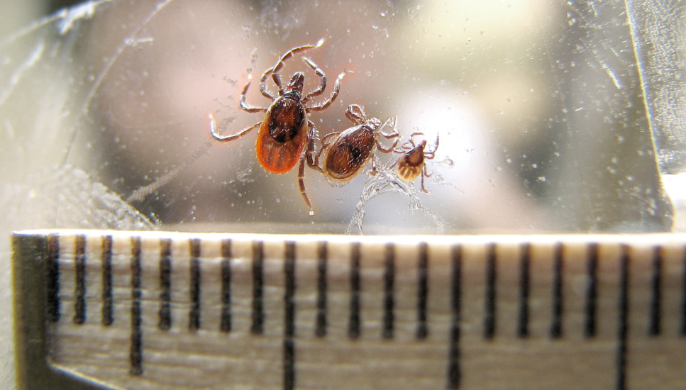 Czym jest nimfa kleszcza i jak się przed nią uchronić?