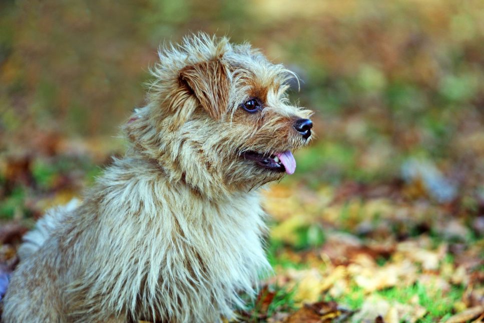 Norfolk terrier, czyli najmniejszy terrier na świecie. Encyklopedia psów