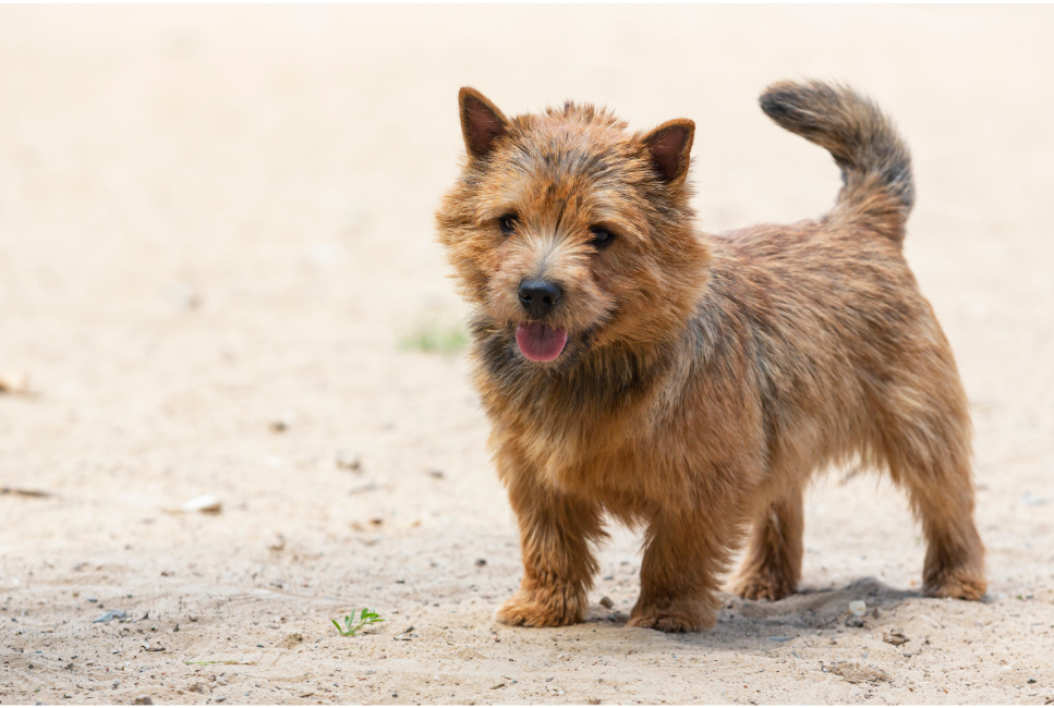 Norwich terrier - encyklopedia ras psów