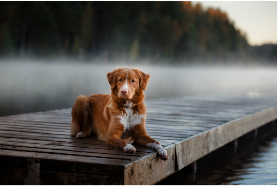 Nova Scotia duck tolling retriever (Retriever z Nowej Szkocji) – Encyklopedia psów