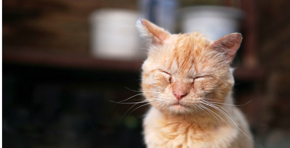 Nużyca u kota - objawy, przyczyny, leczenie