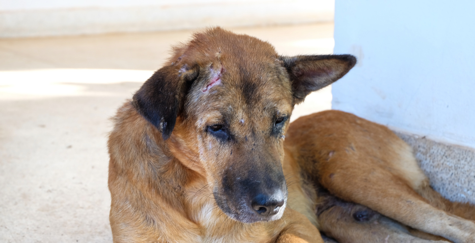 Nużyca u psa - objawy, leczenie i profilaktyka