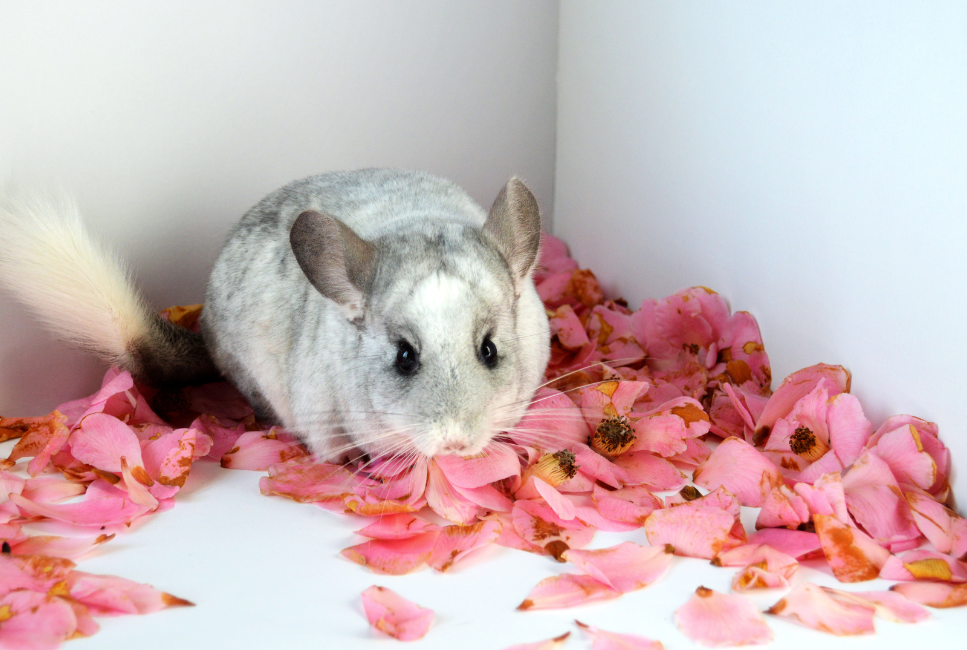 Jak interpretować odgłosy szynszyli?