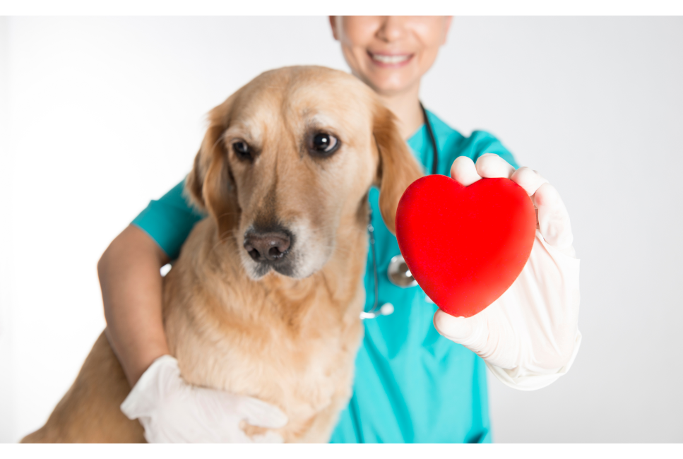 Wszystko, co musisz wiedzieć na temat odporności organizmu swojego pupila