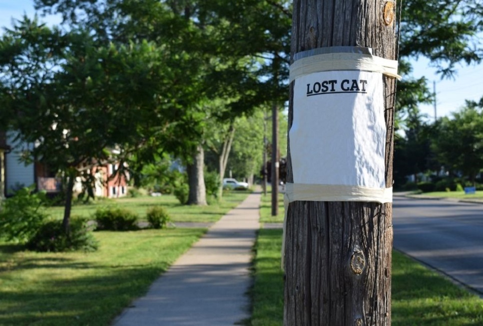Jak znaleźć kota? Wzór ogłoszenia o zaginięciu kota i postępowanie
