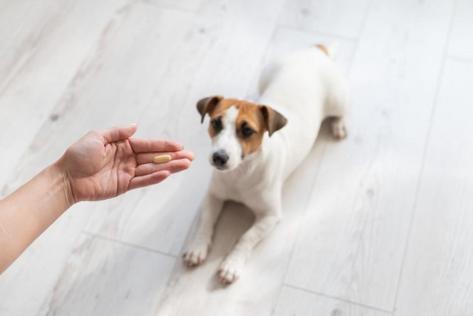 Olej CBD dla psa – działanie oleju z konopi