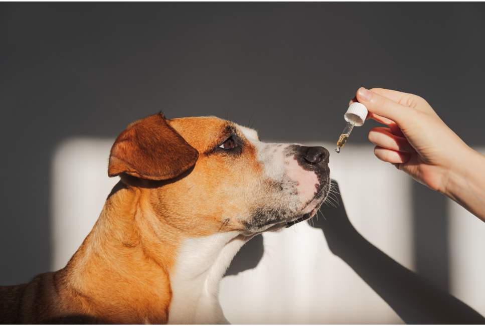 Olej kokosowy, z łososia, parafinowy - który olej dla psa jest najlepszy?