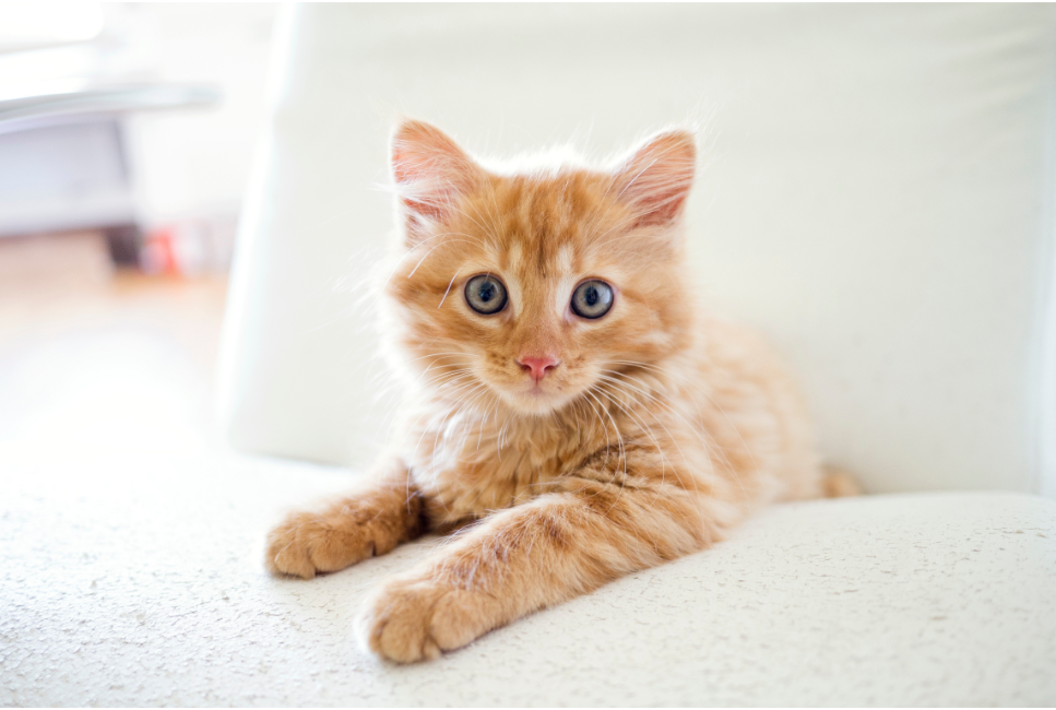 Jaki olej dla kota wybrać? Wyjaśniamy, po co dodawać olej do kociej diety