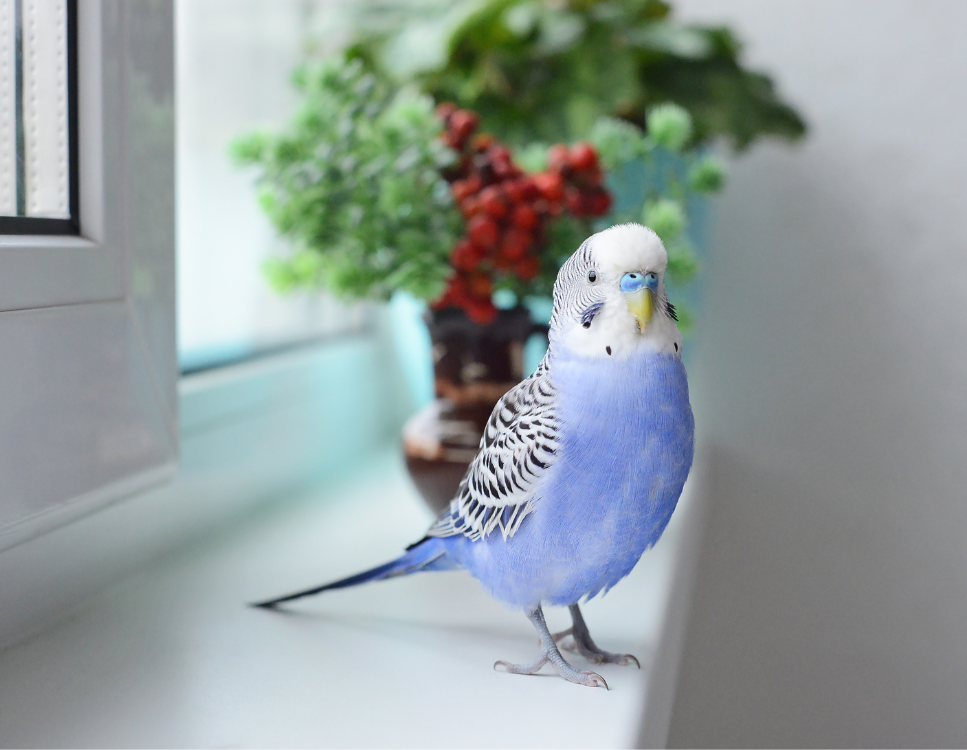 Opieka nad papugami podczas wakacji