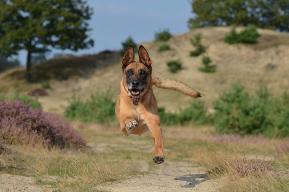 Owczarek belgijski (Malinois) - poradnik i charakterystyka rasy