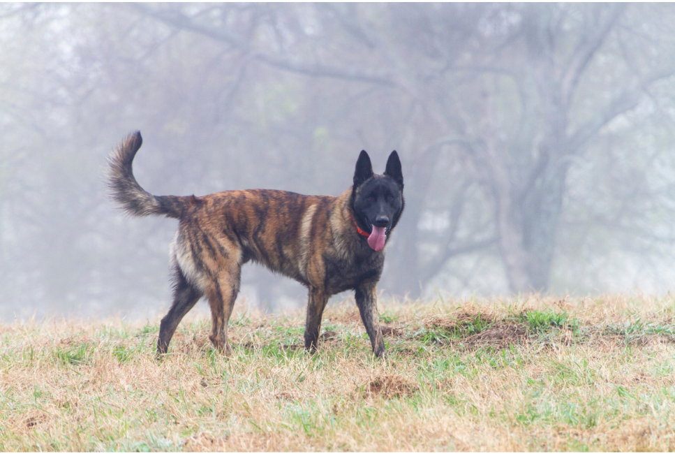 Owczarek holenderski (Dutch Shepherd) - Encyklopedia ras psów