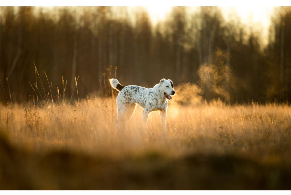 Owczarek środkowoazjatycki (Ałabaj) – najważniejsze informacje o rasie