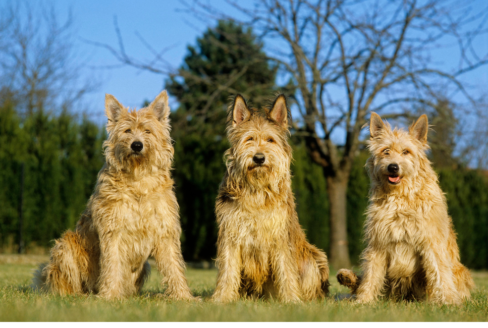 Owczarek pikardyjski - nieokrzesany kudłacz. Encyklopedia ras psów