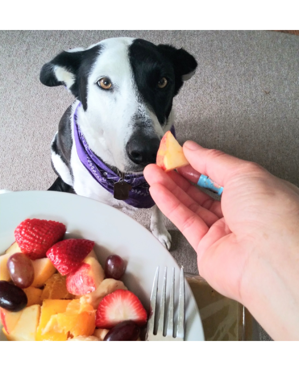 Owoce dla psów – letnie truskawki, maliny i inne, które są najlepsze dla psa?