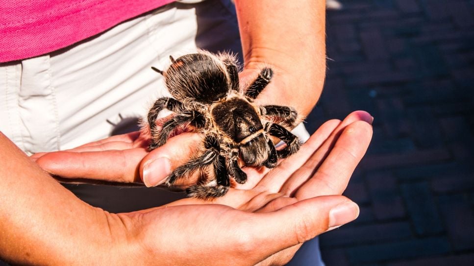 Tarantula - najważniejsze informacje o pająku