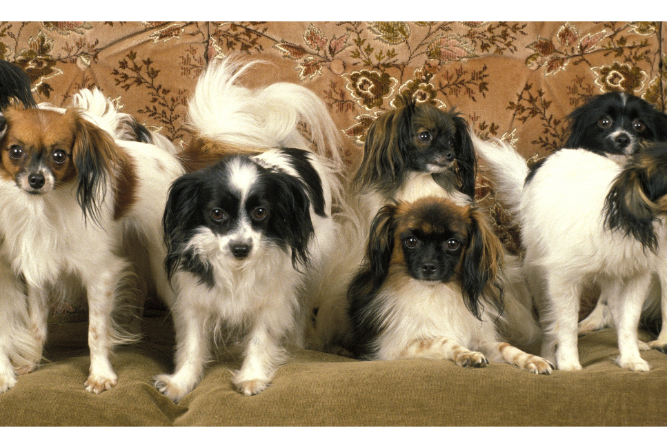 Spaniel kontynentalny miniaturowy papillon i phalene – poznaj małe, łaciate łobuzy