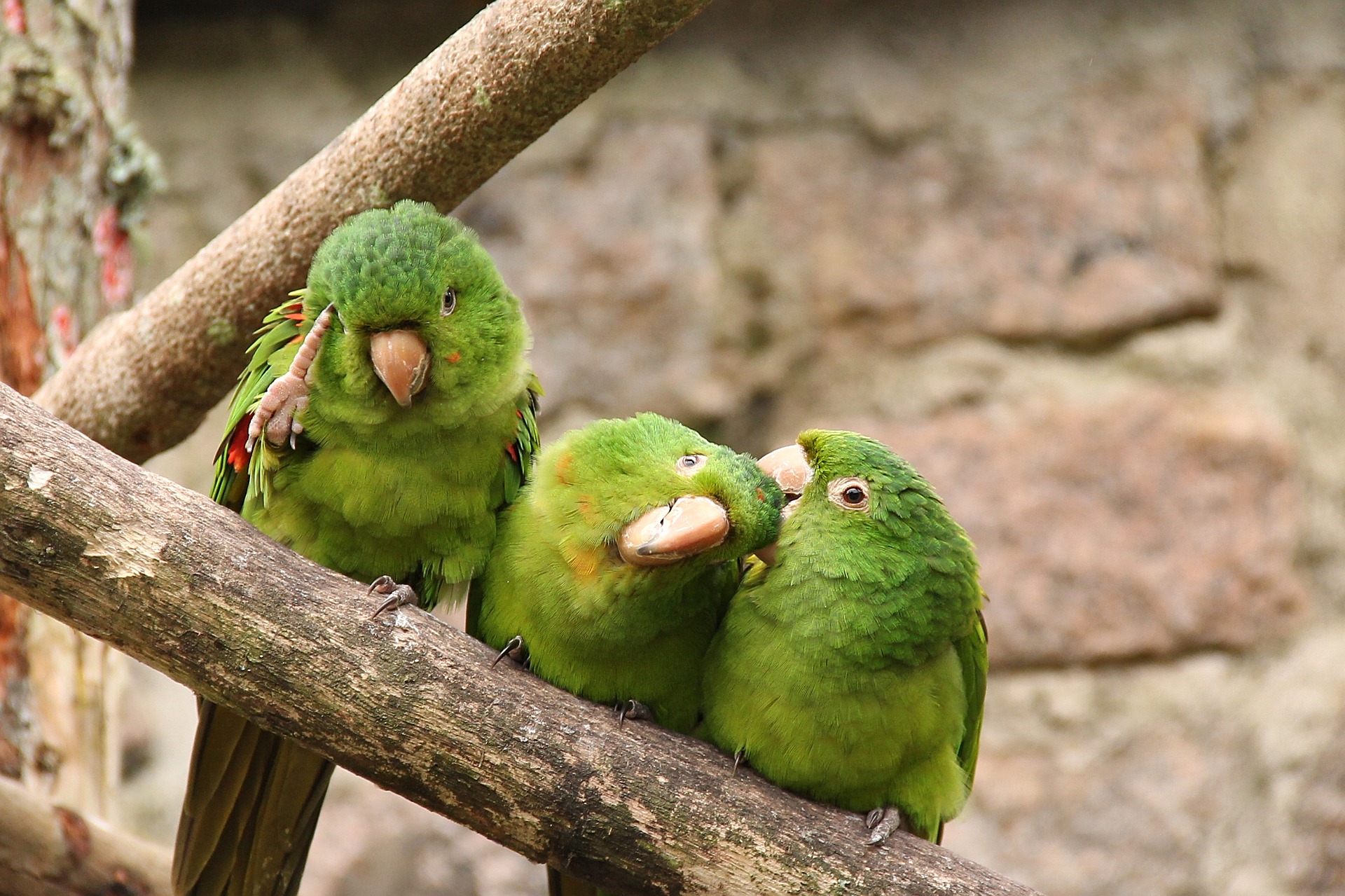 Papuga falista – czym się charakteryzuje i jak o nią dbać?