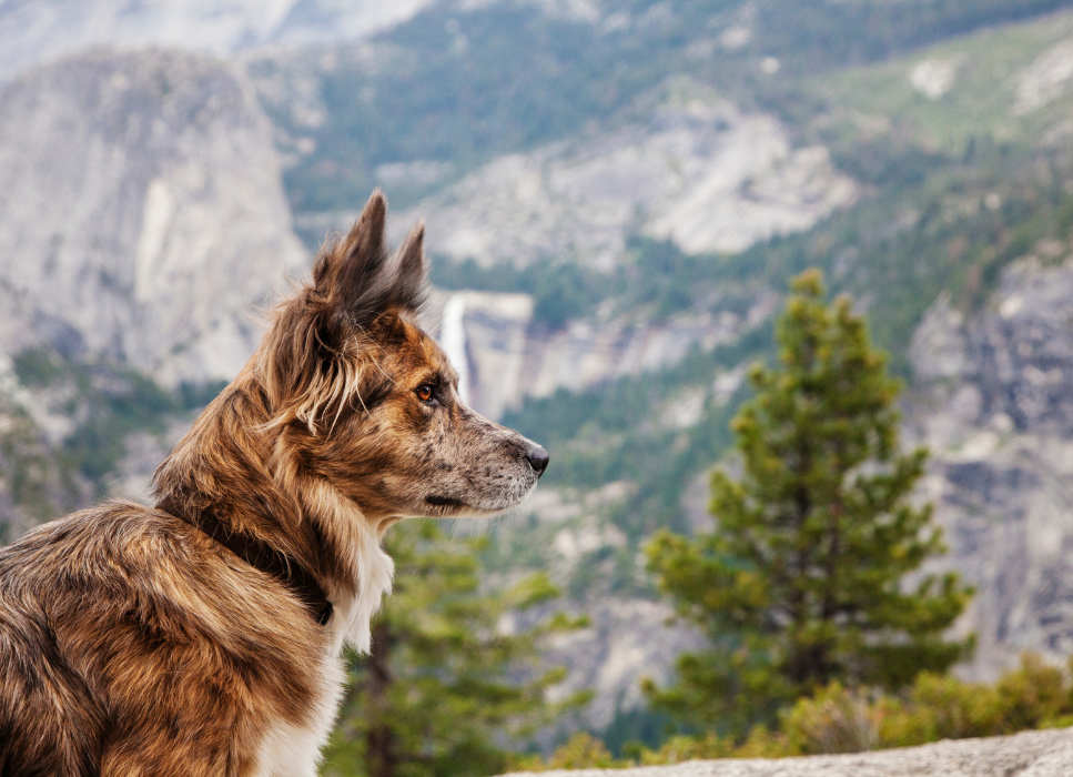 Gdzie wybrać się do parku krajobrazowego z psem?