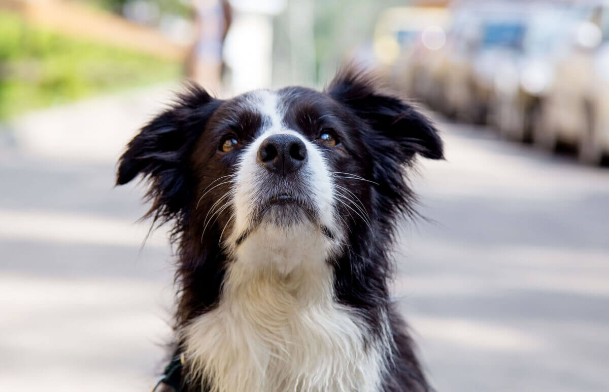 Jak wyrobić i ile kosztuje paszport dla psa?