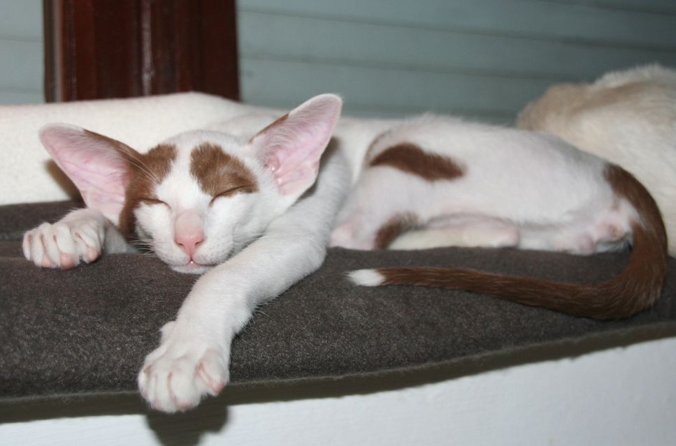 Peterbald (Sfinks peterburski) - Encyklopedia kotów