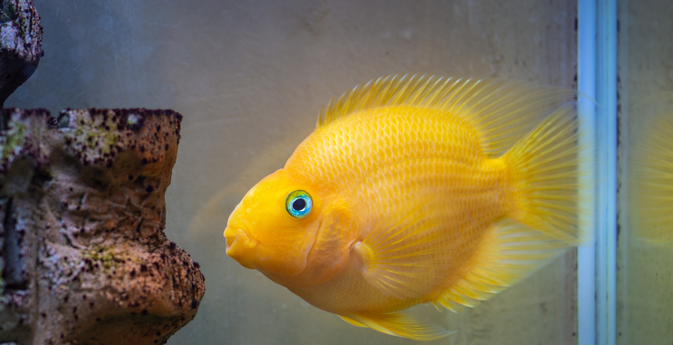 Pielęgnica papuzia - kontrowersyjna ryba akwariowa