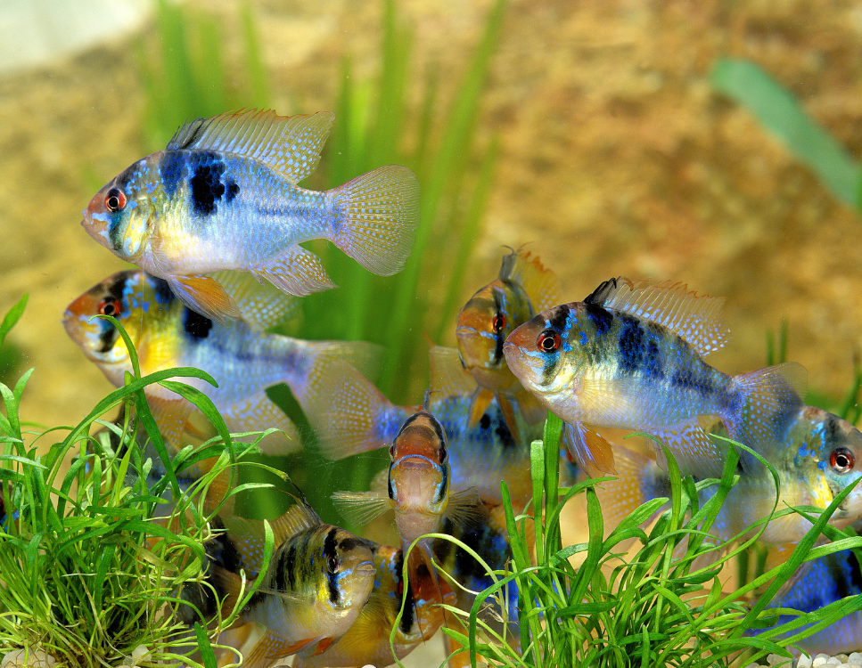 Pielęgniczki – przewodnik po gatunku ryb