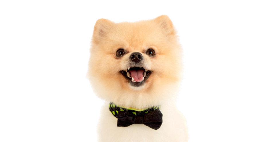 Czy znasz prawdę o psie Boo?