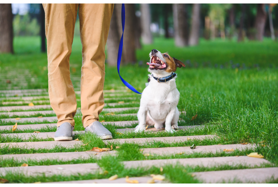 Suczka czy pies? Czyli co wybrać i jak rozpoznać płeć psa