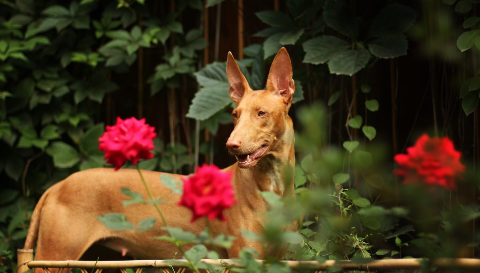 Pies faraona – starożytna rasa czworonogów. Encyklopedia psów