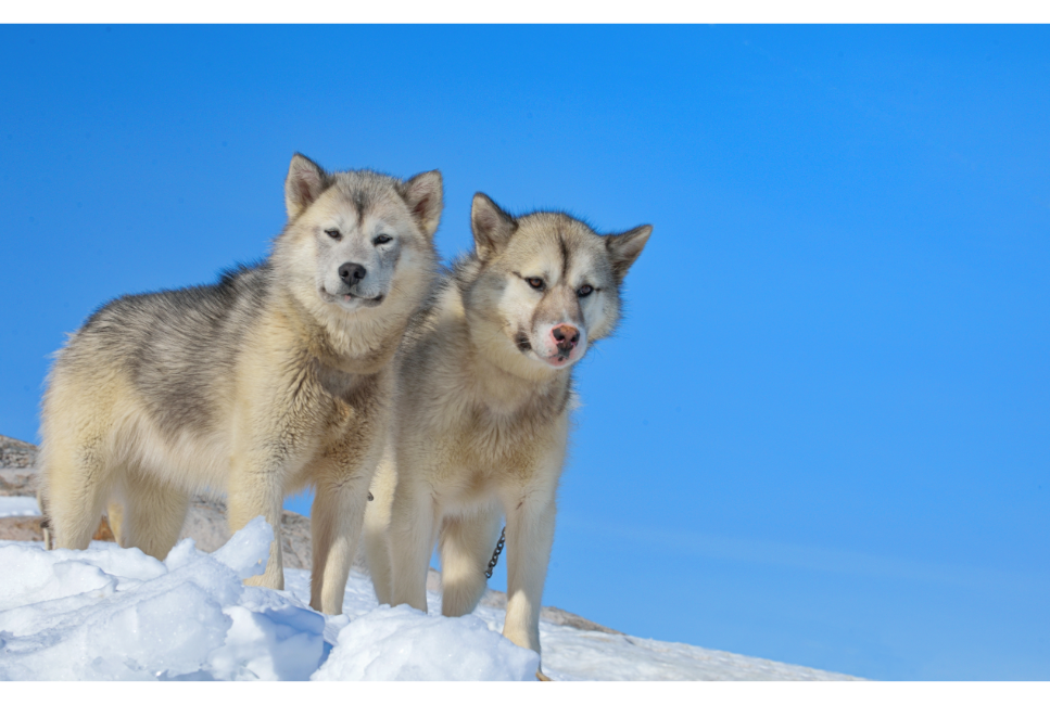 Pies grenlandzki (Greenland dog), czy to prawdziwy dziki wilk?
