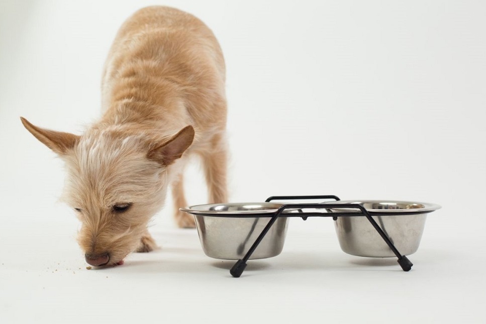 Jak często karmić psa? Co mu podać do jedzenia?