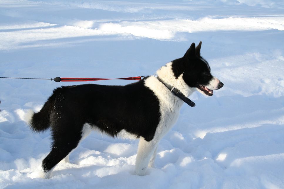 Karelski pies na niedźwiedzie (Karelian Bear Dog) – Encyklopedia psów