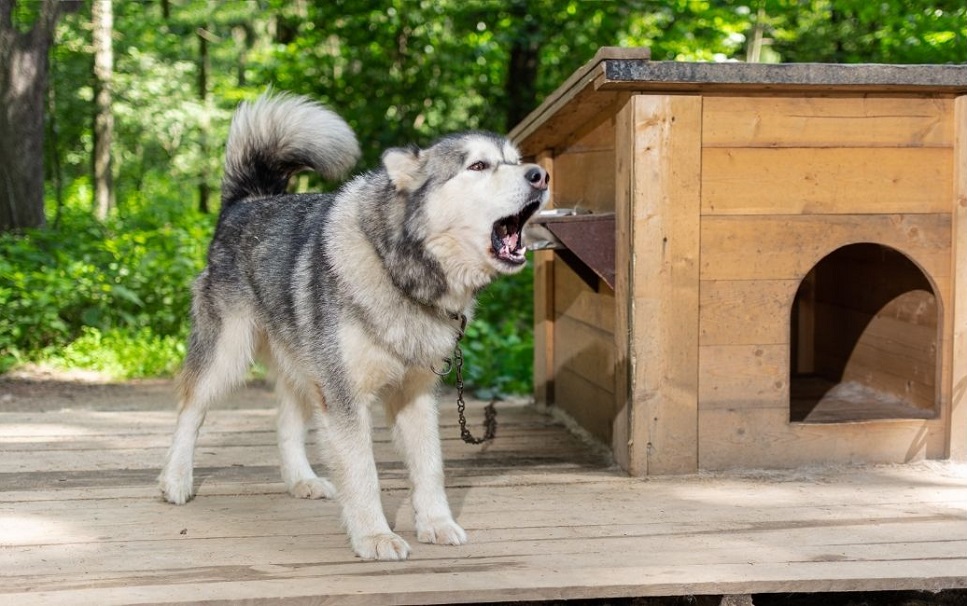 Jak nauczyć psa spać w budzie? Praktyczne porady