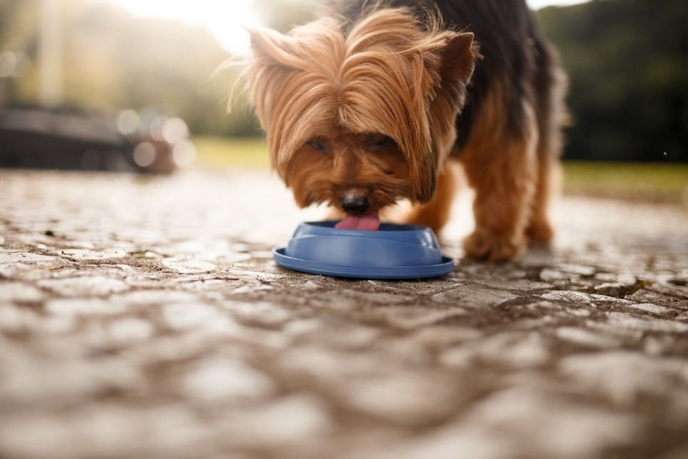 Pies nie chce pić wody? Sprawdź, co to oznacza