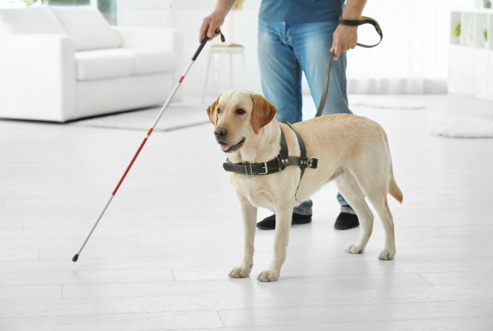 Jaki cechy powinien mieć pies przewodnik i na czym polega jego praca asystenta?
