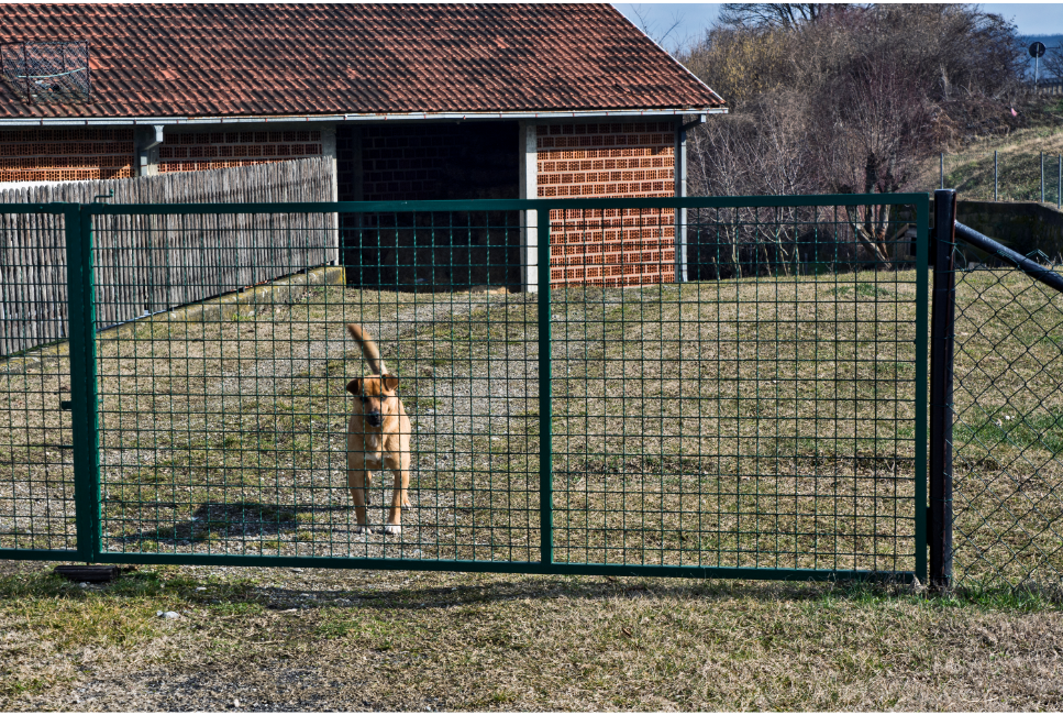 Jakie to są psy podwórkowe i domowo-podwórkowe?