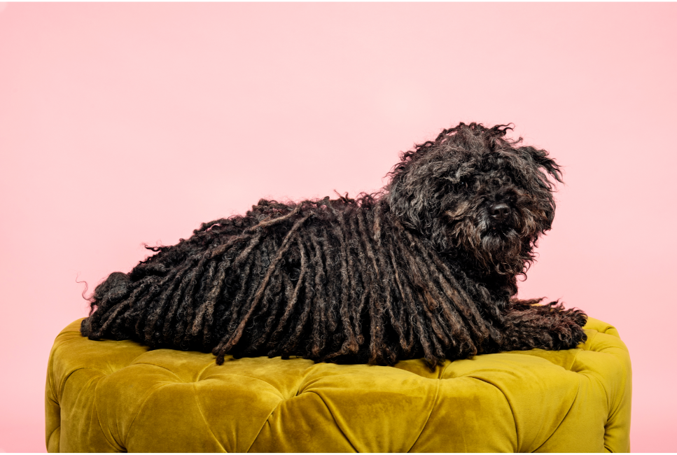 Puli owczarek węgierski - encyklopedia ras psów