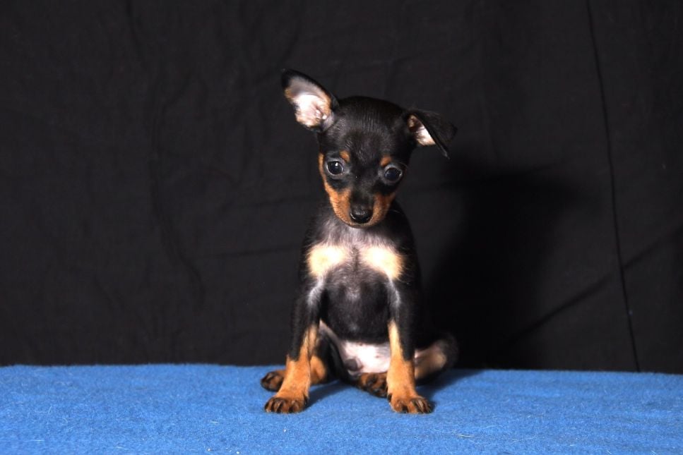 Rosyjski toy – najważniejsze informacje o rasie